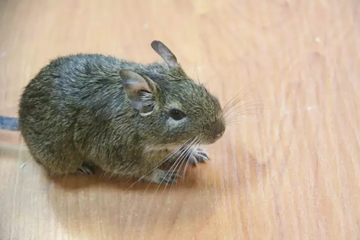 Șoareci în casă? Doar 50 ml din acest produs - nici măcar nu vor mirosi mouse