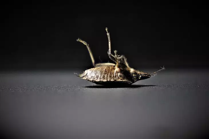 Bug -uri numărate? Ia pulbere de muștar - nu le vei mai avea niciodată BUG