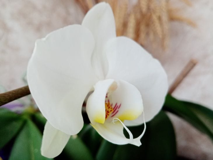 Orhidee pe pervaz: secretele înfloririi magnifice care funcționează orhidee